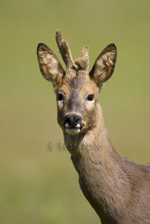 Portrait of a young roe deer buck with antlers in velvet