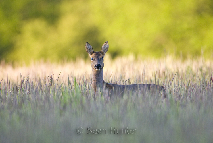 Roe deer doe in a fallow field