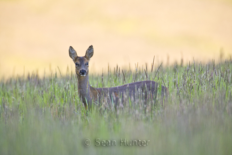 Roe deer doe in a fallow field