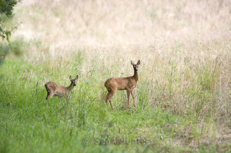 Roe deer doe and young at the edge of a fallow field during the rut