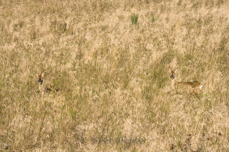 Roe deer doe and young in a fallow field during the rut