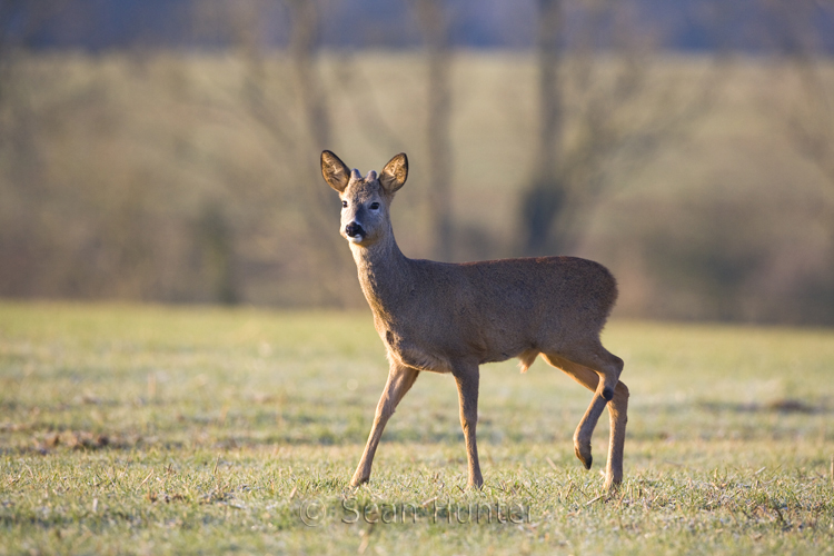 Roe deer buck in a field of winter wheat