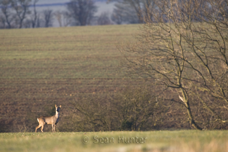 Young roe deer buck at the edge of a field
