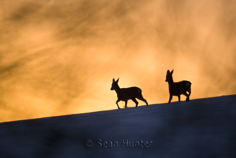 Silhouette of roe deer crossing a field covered in snow