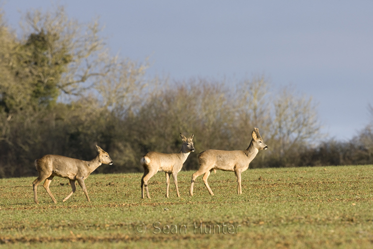 Roe deer buck, doe and young cross a field of winter wheat