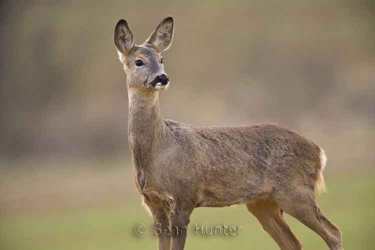 Roe deer doe in a fallow field