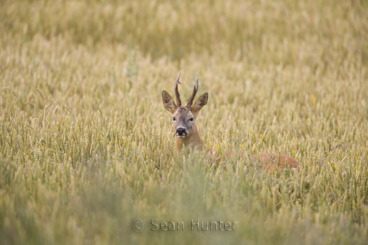 Roe Deer Buck