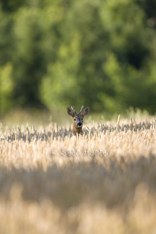 Young roe deer buck