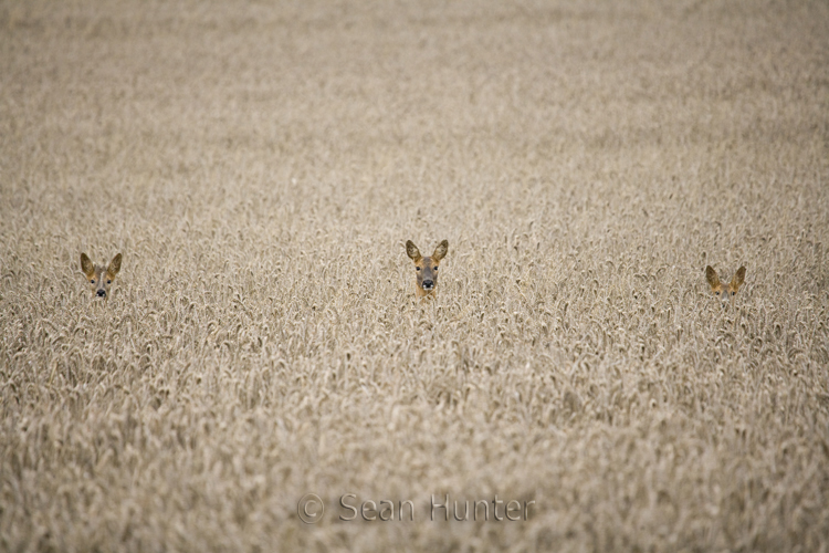 Roe deer doe and young