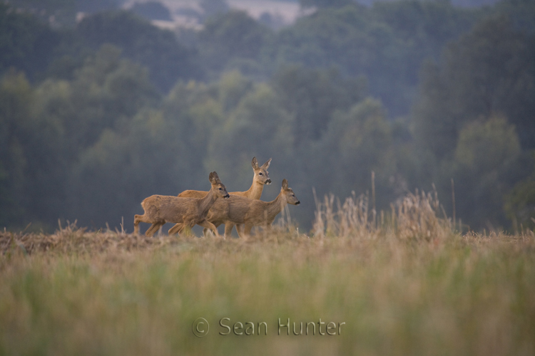 Roe deer doe and young in a field of recently harvested barley
