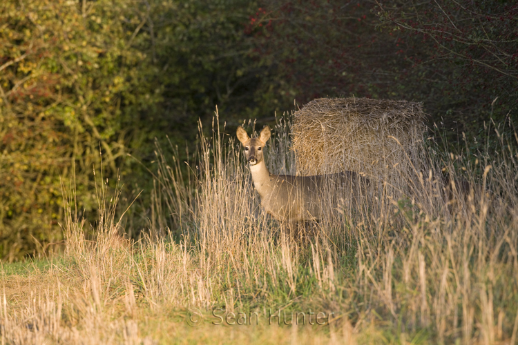 Roe deer doe