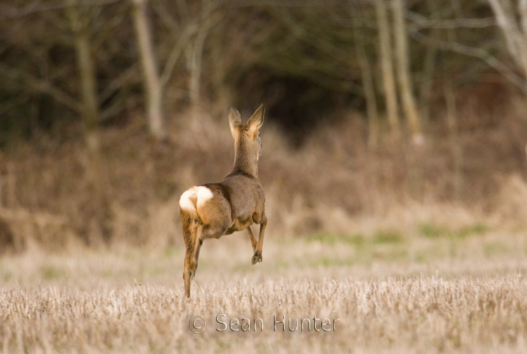 Roe deer doe running across a stubble field