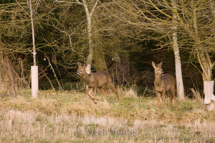 Roe deer young emerging from a tree plantation