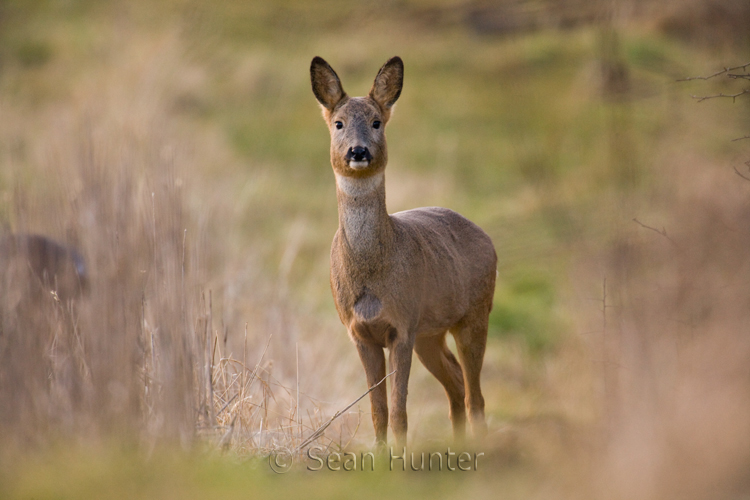 Roe deer doe