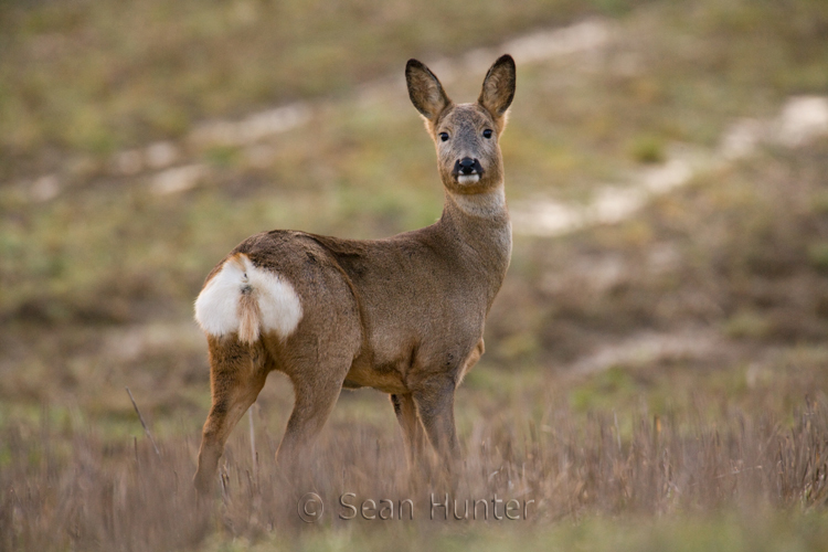 Roe deer doe