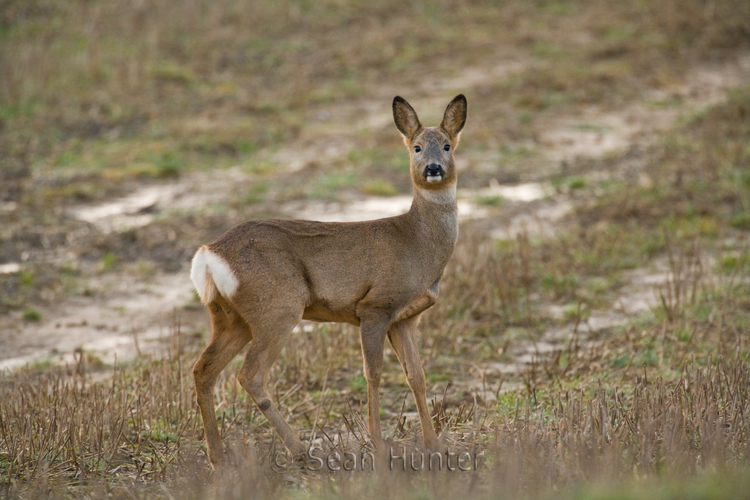 Roe deer doe