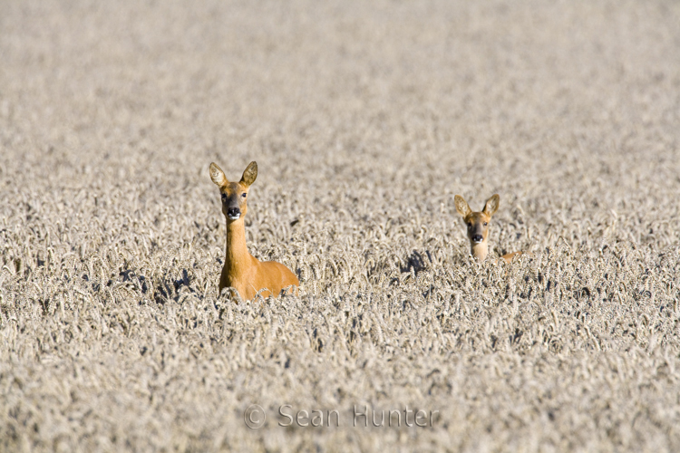 Roe deer buck in a fallow field during the rut