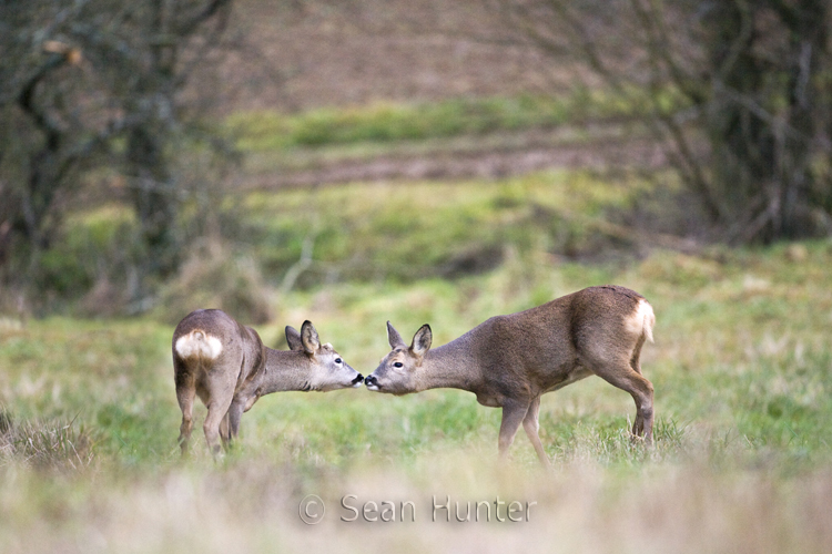 Roe deer doe and young at the edge of a field