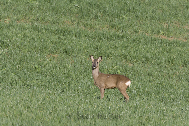 Roe Deer Doe