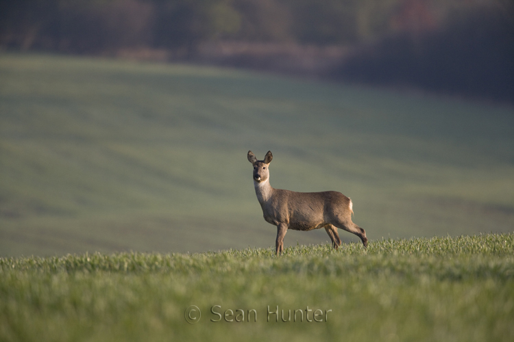 Roe deer doe