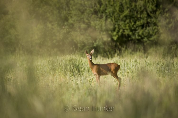 Roe deer doe