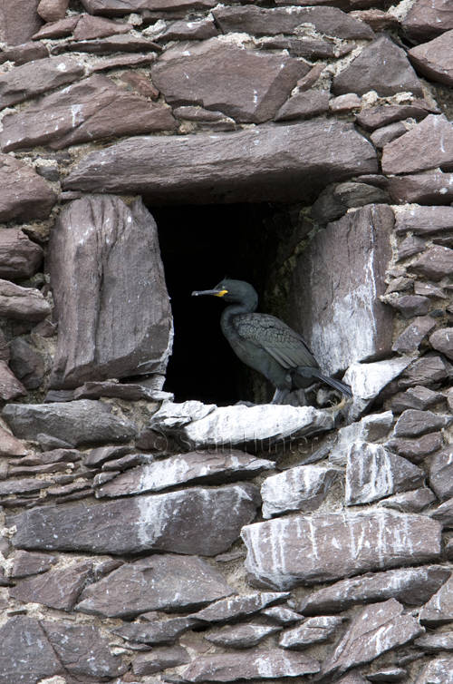 Shag on the Bass Rock