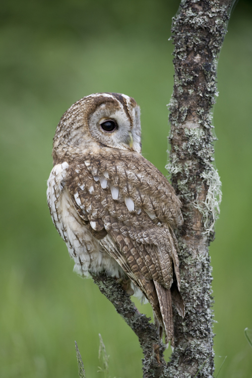 Tawny owl