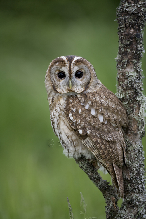 Tawny owl