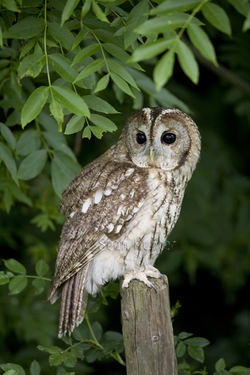 Tawny owl