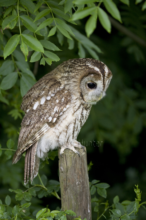 Tawny owl