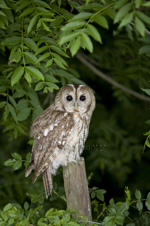 Tawny owl