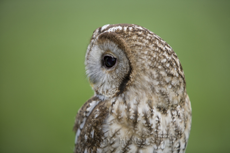 Tawny owl