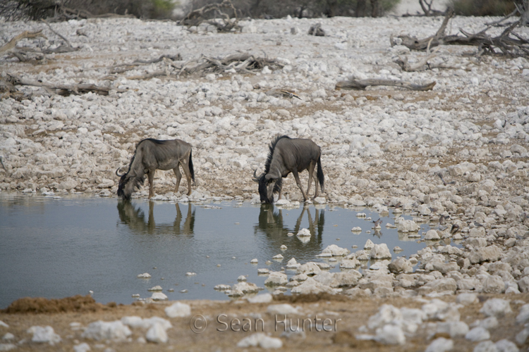 Wildebeest drinking at waterhole, Etosha, Namibia