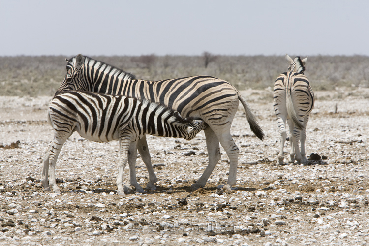 Burchell's zebra nursing young in Etosha National Park