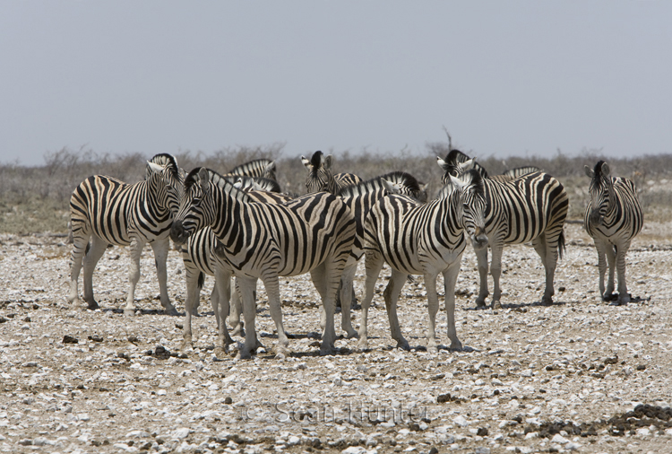 Burchell's zebra near waterhole