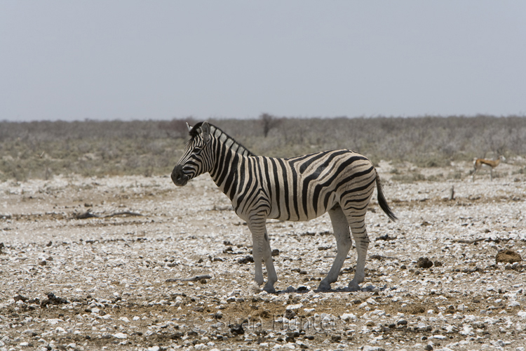 Burchell's zebra near waterhole