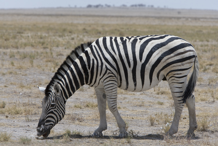 Burchell's zebra feeding in Etosha National Park