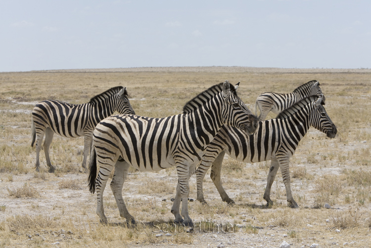 Burchell's zebra in Etosha National Park
