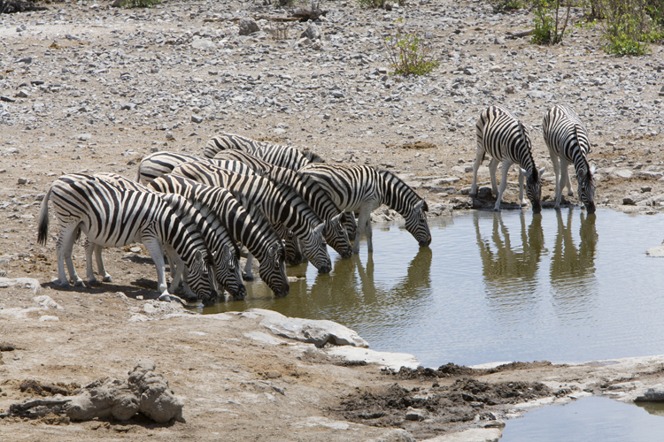 Burchell's zebra drinking at waterhole
