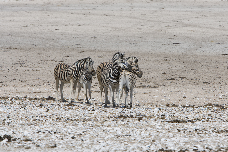 Burchell's zebra near waterhole