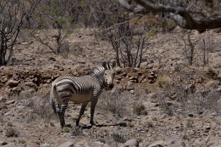 Mountain zebra in Klip River Valley