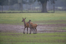 Red deer hind and young