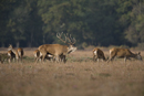 Red deer stag pursues hind during rut