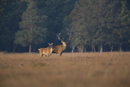 Red deer stag and hind during rut