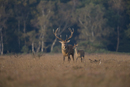 Red deer stag and young during rut