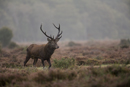 Red deer stag during rut