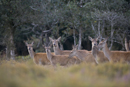 Red deer hinds and young