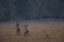 Red deer hind and young