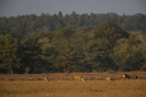 Red deer stag and hinds in evening sun during rut