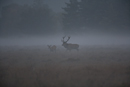 Silhouette of red deer stag pursuing hind in morning mist during rut